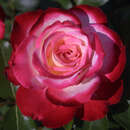 Rose 'Blumenstadt Tulln' - Beetrose