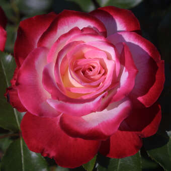 Rose 'Blumenstadt Tulln'
