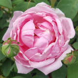 Rose 'Climbing Mme Caroline Testout' - Historische Kletterrose