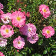 Rose 'Neon': Bild 1/3