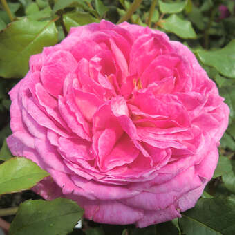 Rose 'Young Lycidas'