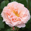 Englische Beetrose - Rose 'Twiggy's Rose'