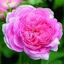 Rose 'Louise Odier' (bourboniana) - Historische Strauchrose