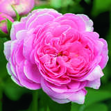 Rose 'Louise Odier' (bourboniana) - Historische Strauchrose