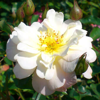 Rose 'Ivory Compact Meidiland'