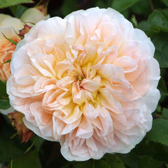 Rose 'Evelyn' (Apricot Parfait)