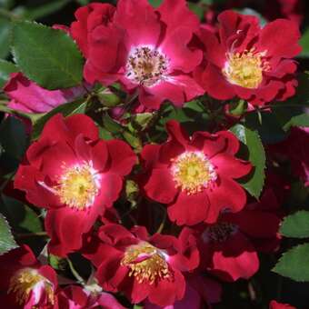 Rose 'Red Meidiland'