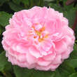 Rose 'Alan Titmarsh': Bild 1/3