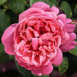 Rose 'Sweet Perfumella': Bild 1/3