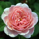 Rose 'The Alnwick Rose' - Englische Beetrose