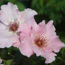 Rose 'Dainty Bess' - Historische Strauch-, Edelrose