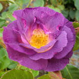 Rose 'Blue For You' - Beetrose