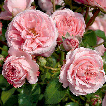 Rose 'Crescendo'
