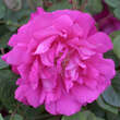 Rose 'Parfum de l'Hay' (rugosa): Bild 1/2