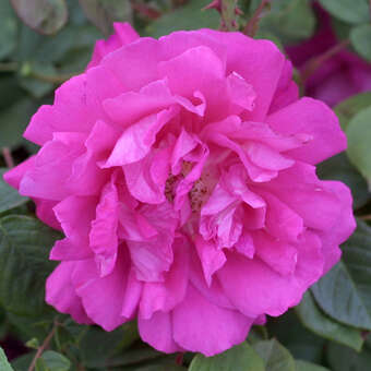 Rose 'Parfum de l'Hay' (rugosa)