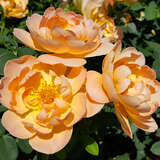 Rose 'The Lark Ascending' - Englische Strauchrose