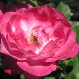 Rose 'Sophie's Perpetual' - Historische Strauchrose