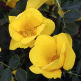 Rose 'Bicolor' (foetida) - Historische Strauchrose