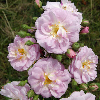 Rose 'Parfum d'Evita'