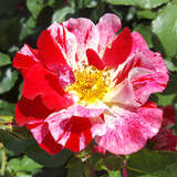 Rose 'Crazy For You' - Moderne Kletterrose