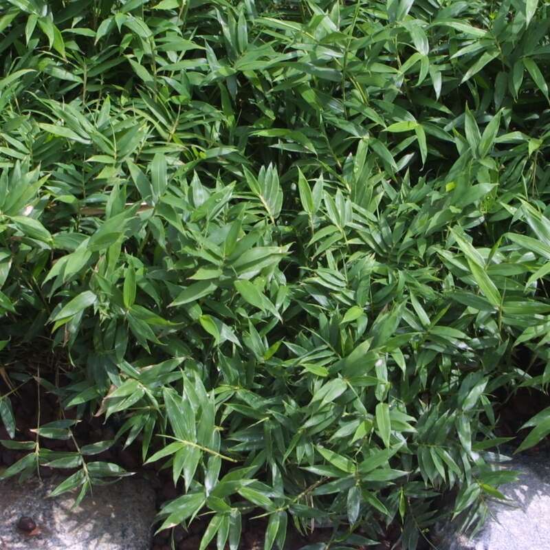 Zwergbambus - Pleioblastus pygmaeus