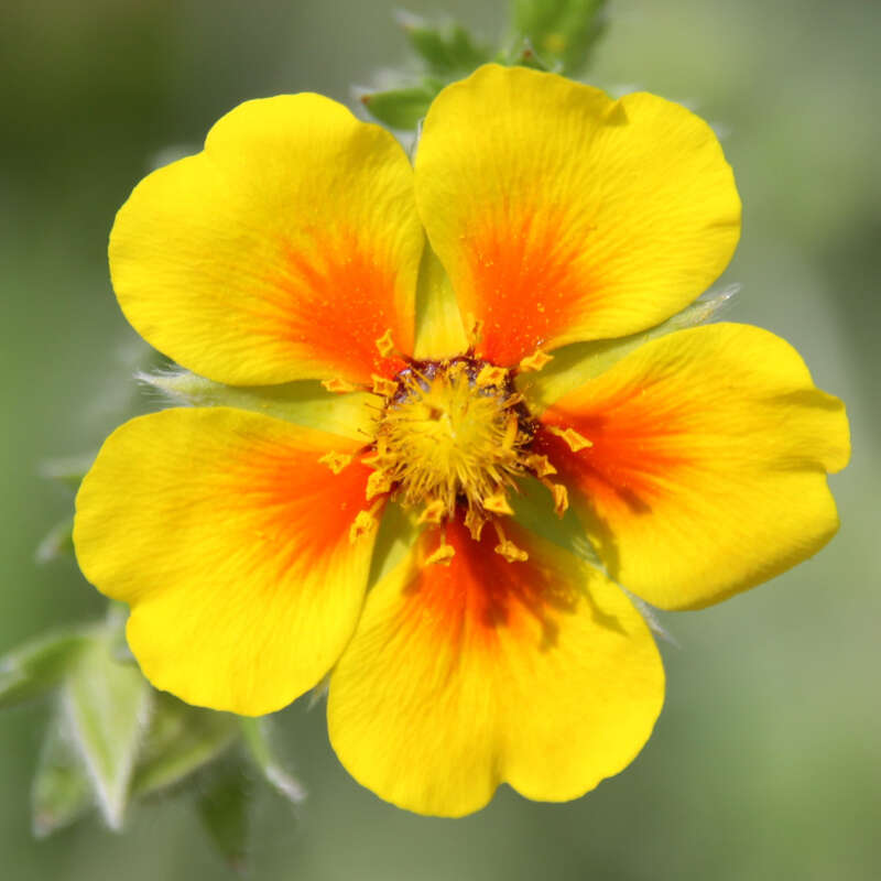 SilberFingerkraut Potentilla argyrophylla orange