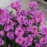 Aster novi-belgii 'Royal Ruby' - Herbst-Glattblattaster