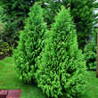 Chamaecyparis lawsoniana 'Pottenii': Bild 1/1