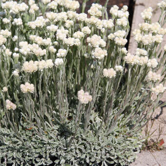 Antennaria dioica 'WeißeImmortelle'