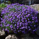 Aubrieta 'Hamburger Stadtpark' - Blaukissen