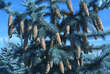 Picea pungens 'Hoopsii': Bild 4/4
