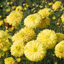 Chrysanthemum indicum 'Citronella' - Herbstchrysantheme