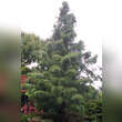 Taxodium distichum 'Nutans': Bild 3/3