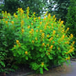 Senna hebecarpa: Bild 1/6