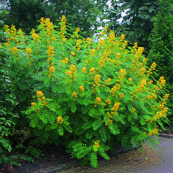 Senna hebecarpa