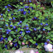 Ceratostigma plumbaginoides: Bild 4/7