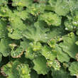 Alchemilla mollis: Bild 5/10