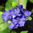 Ceratostigma plumbaginoides - Bleiwurz