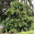 Picea abies 'Acrocona': Bild 1/4