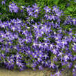 Campanula poscharskyana: Bild 2/4