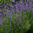 Lavendel - Bild 2