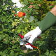 Handschuh Rosen Tommi: Bild 5/6