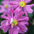 Anemone 'Pamina': Bild 2/3