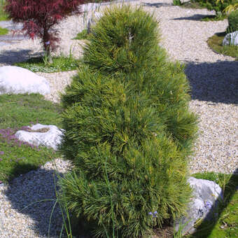 Pinus cembra 'Compacta Glauca'