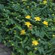 Hypericum calycinum: Bild 2/7