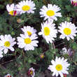 Anacyclus pyrethrum depressus: Bild 3/3