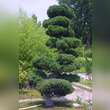 Pinus parviflora 'Glauca': Bild 1/2