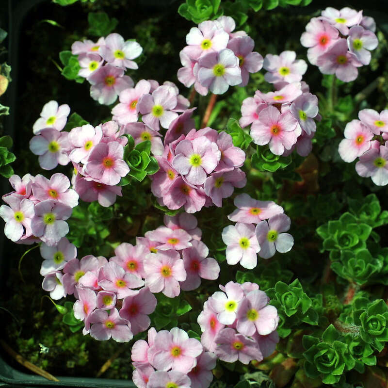 Mannsschild Androsace sempervivoides rosa