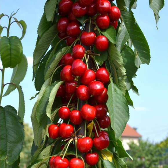 Prunus avium 'Sara': Bild 1/3 Prunus avium 'Sara': Bild 1/3