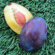 Prunus domestica 'Toscana': Bild 3/3
